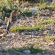 Linotte mélodieuse femelle